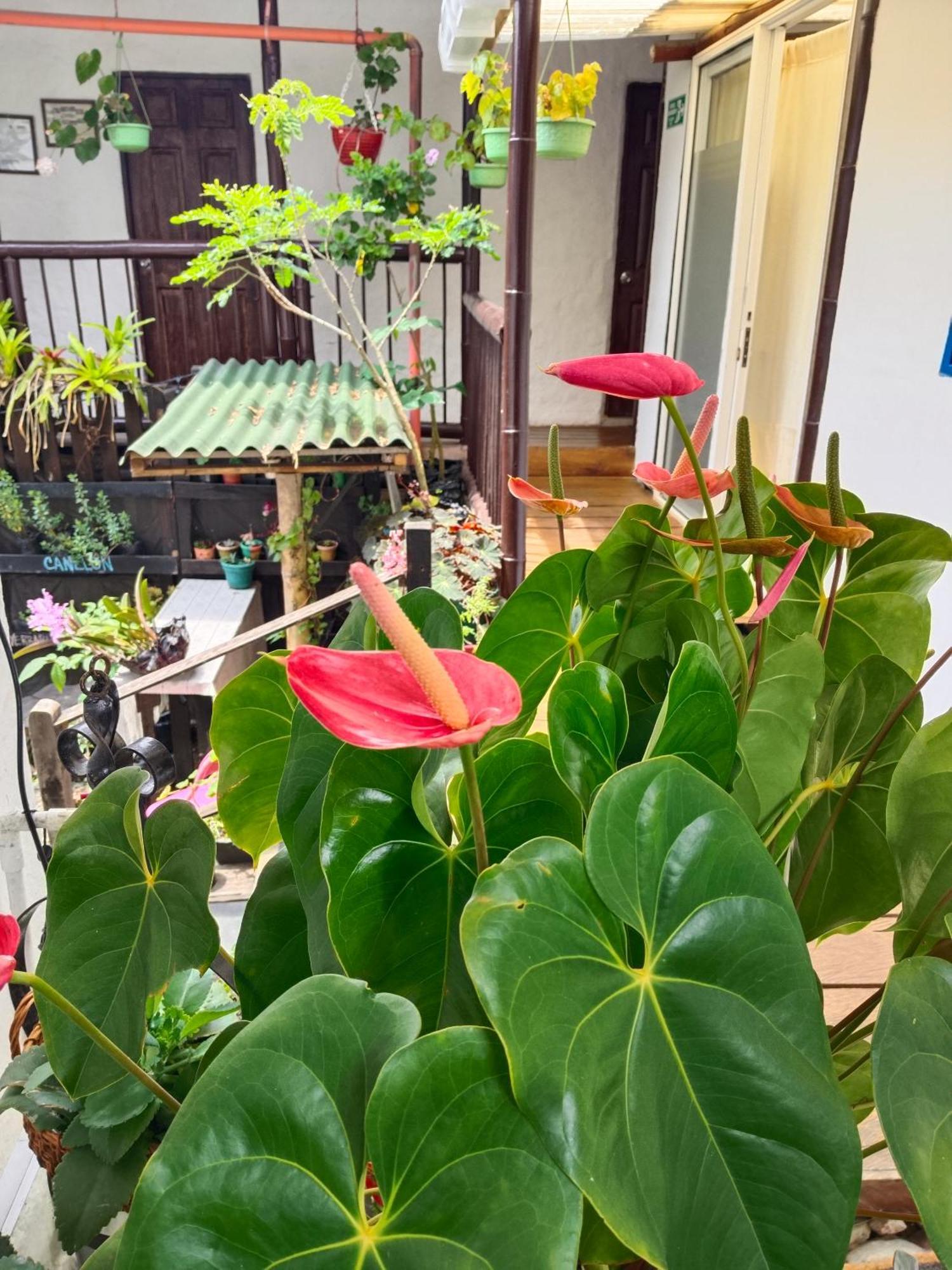 Apartaestudios La Baranda サレント エクステリア 写真